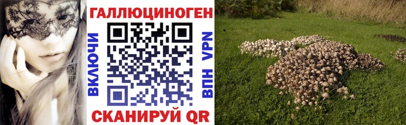 где купить наркоту  Городовиковск  Псилоцибиновые грибы Cubensis 